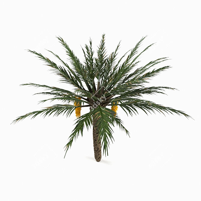 Tropical Oasis - Photo-Realistic Palm Tree 3D model image 2