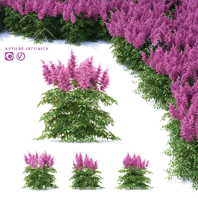 Japanese Astilbe Collection | Astilba Japonica 3D model image 1