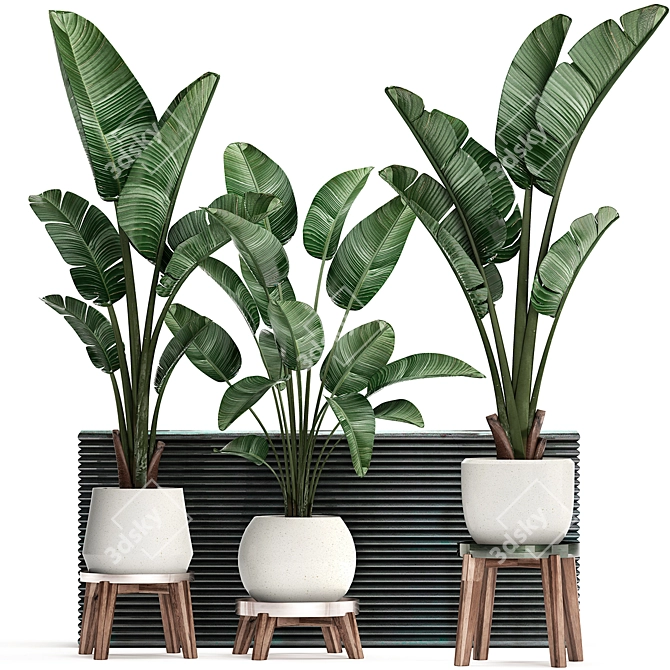 Exotic Houseplant Collection 3D model image 1