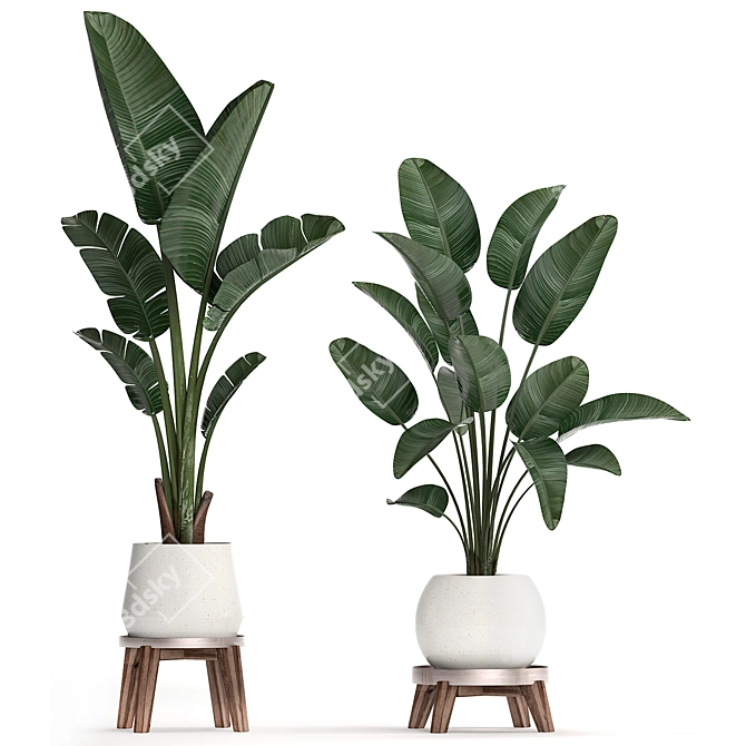 Exotic Houseplant Collection 3D model image 3