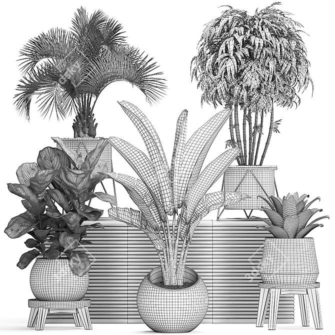 Exotic Plant Collection: Banana Palm, Ravenala, Strelitzia 3D model image 5