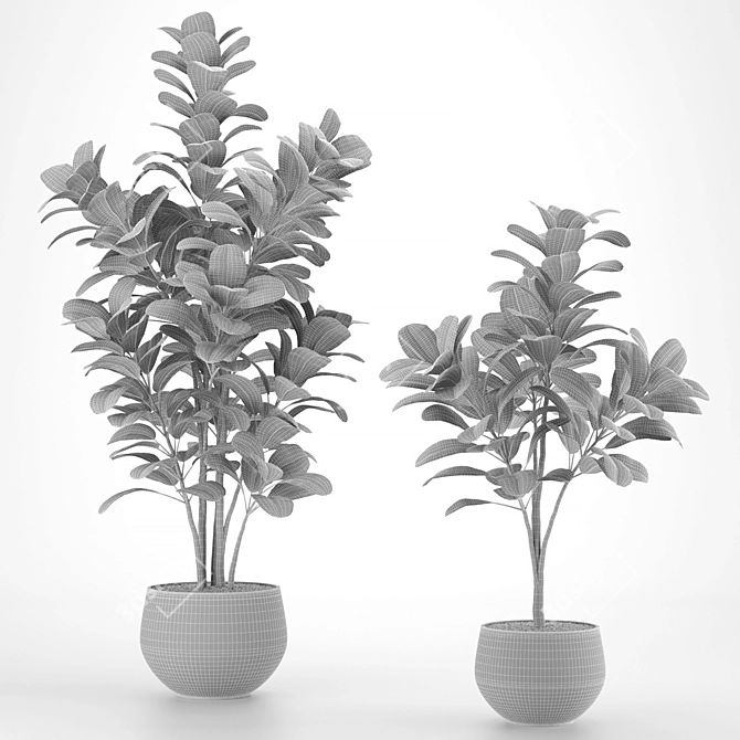 Twin Lyrata Ficus 3D model image 2