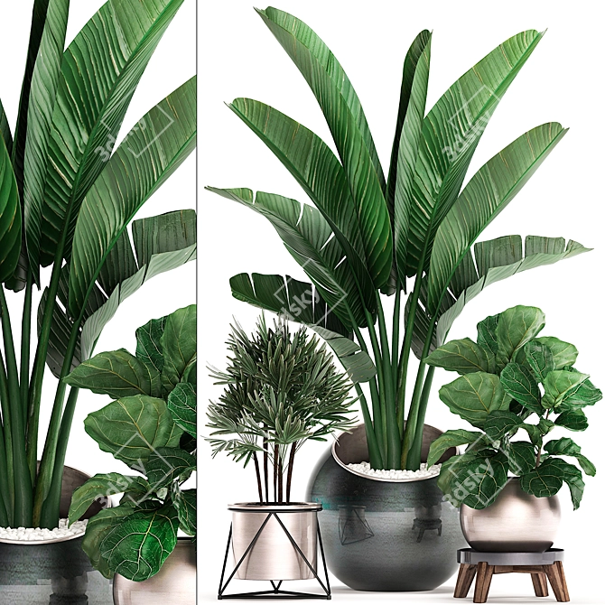 Exotic Indoor Plant Collection 3D model image 1