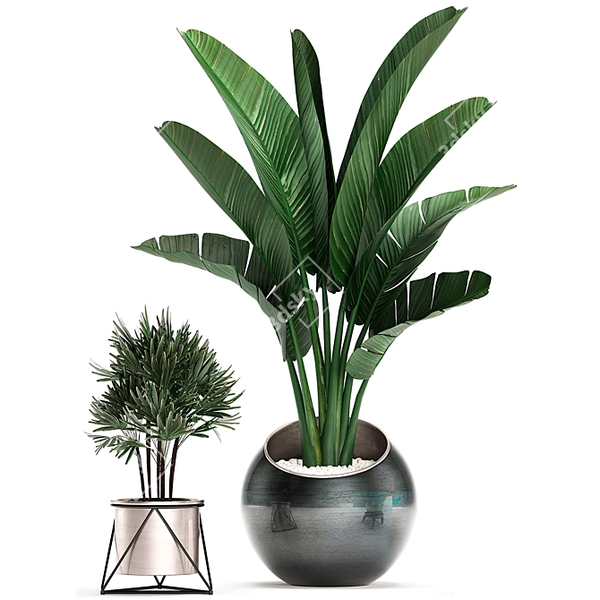 Exotic Indoor Plant Collection 3D model image 2