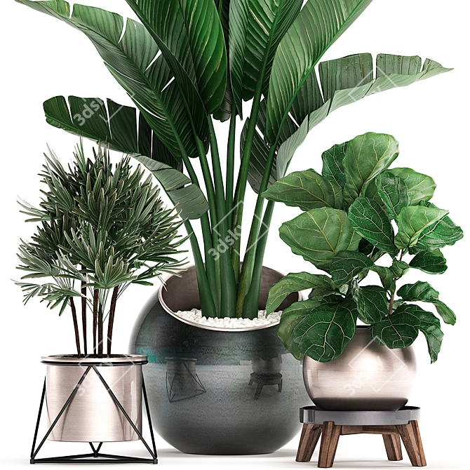 Exotic Indoor Plant Collection 3D model image 3