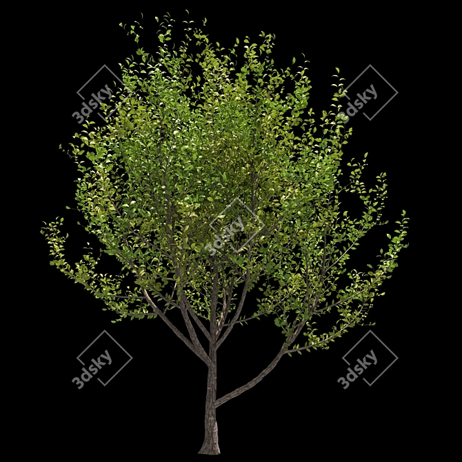 Tree 5-in-1 - 313K polys, 426K verts. Versatile and High-Quality Tree Model 3D model image 1