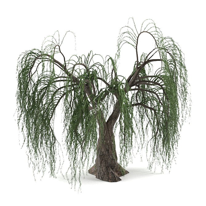 Realistic Willow Tree Sculpture 3D model image 1