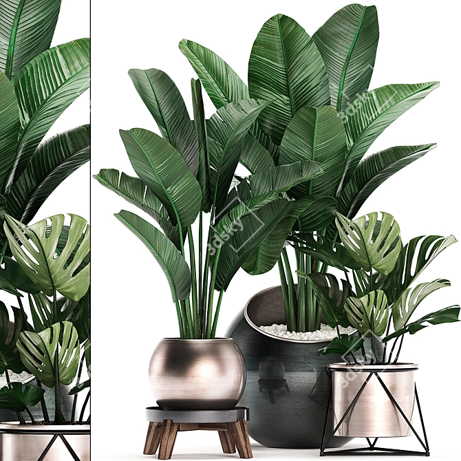 Exotic Houseplants Collection 3D model image 1