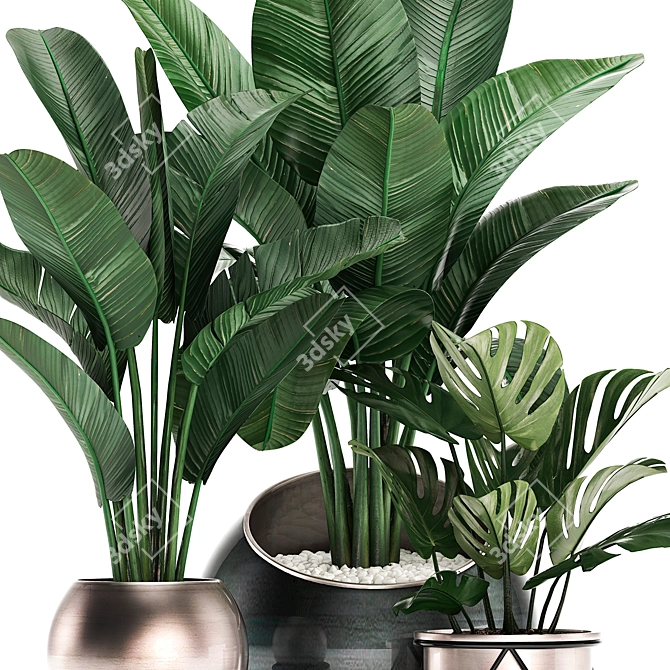 Exotic Houseplants Collection 3D model image 2