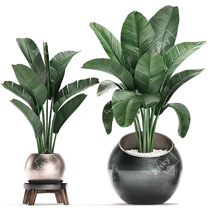 Exotic Houseplants Collection 3D model image 3