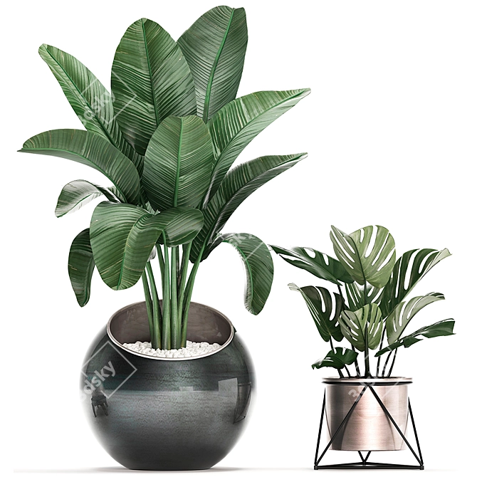 Exotic Houseplants Collection 3D model image 4