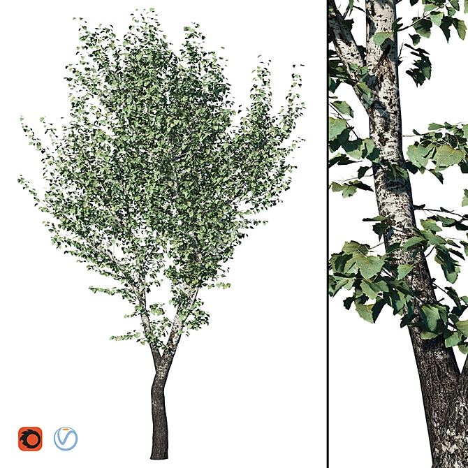 Realistic Populus Alba Tree Model 3D model image 1