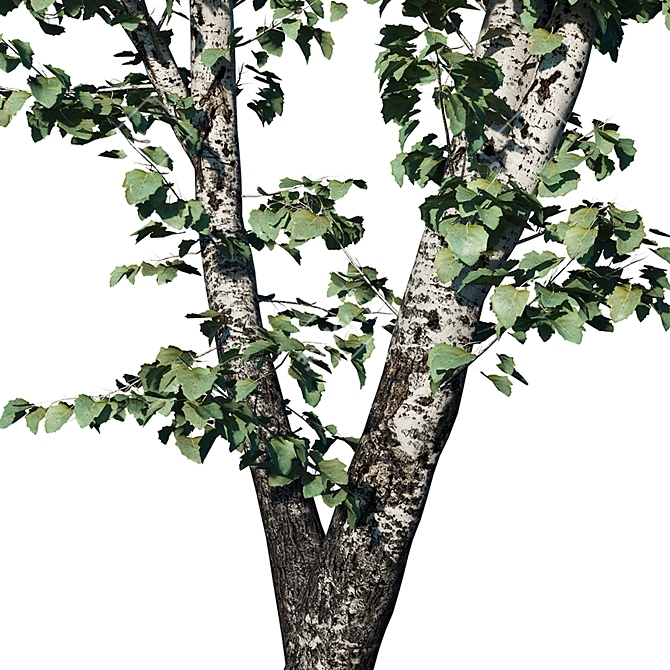 Realistic Populus Alba Tree Model 3D model image 2