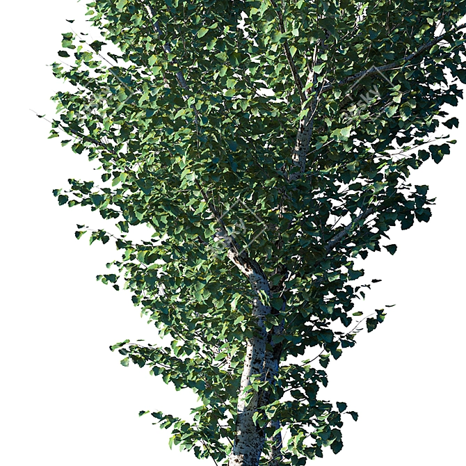 Realistic Populus Alba Tree Model 3D model image 3