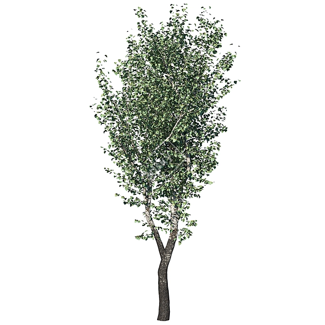 Realistic Populus Alba Tree Model 3D model image 4