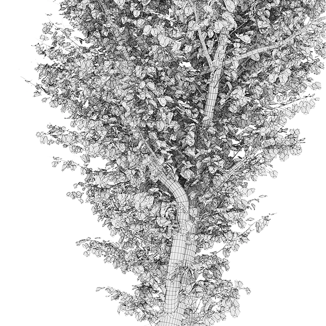 Realistic Populus Alba Tree Model 3D model image 5