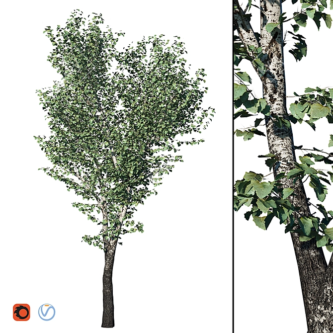 Realistic Populus Alba Tree Model 3D model image 6