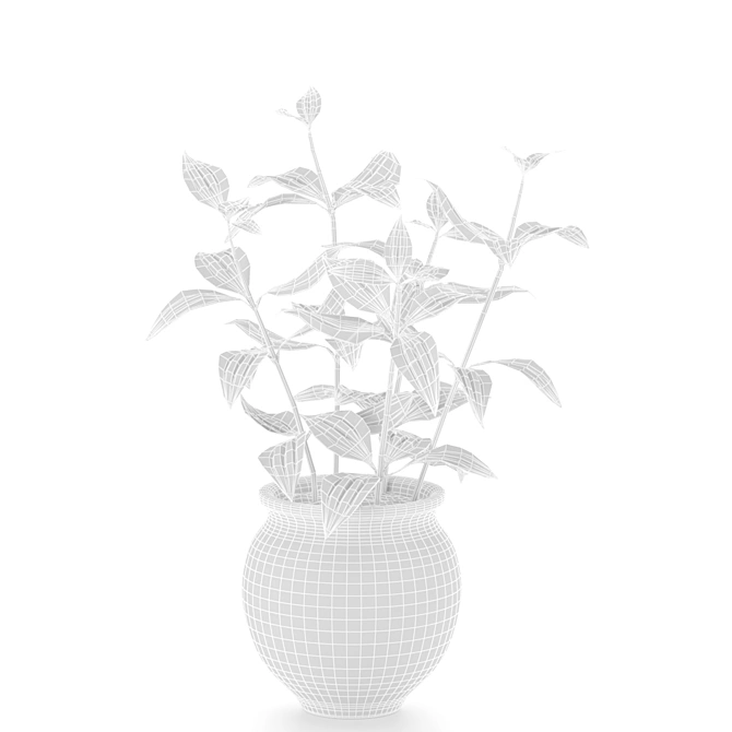 Tropical Beauty: Peperomia Peteolata 3D model image 2