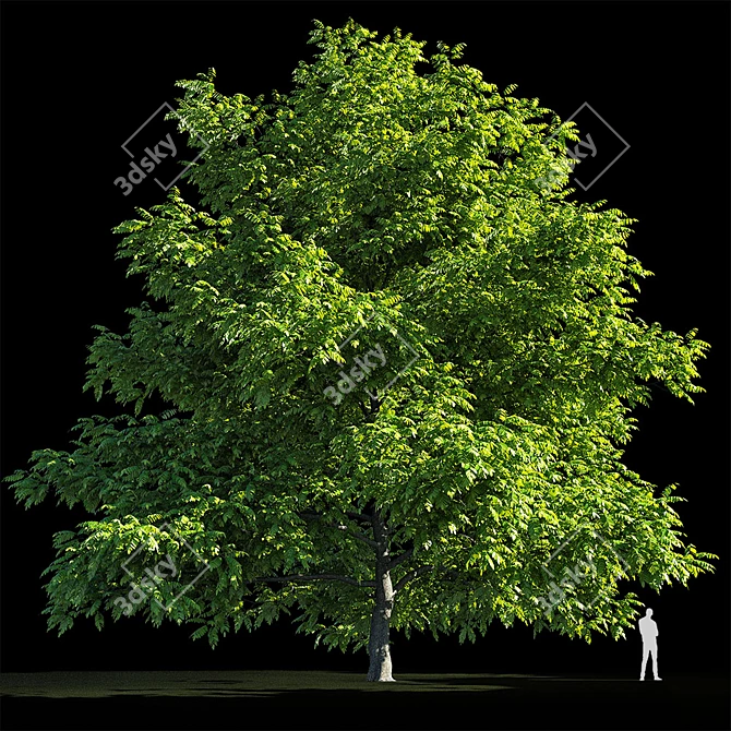 Manchurian Walnut: Exquisite and Hardy 3D model image 2