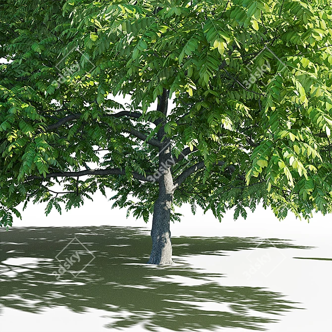 Manchurian Walnut: Exquisite and Hardy 3D model image 4