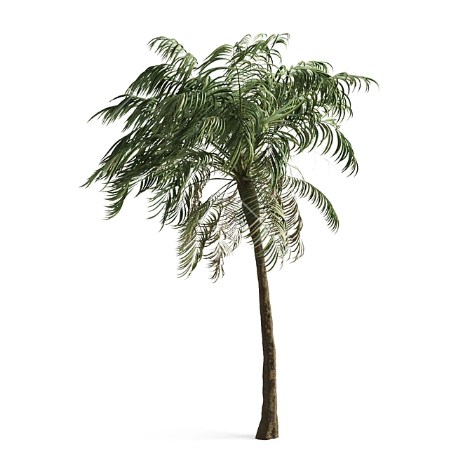 Tropical Paradise Palm Tree 3D model image 1