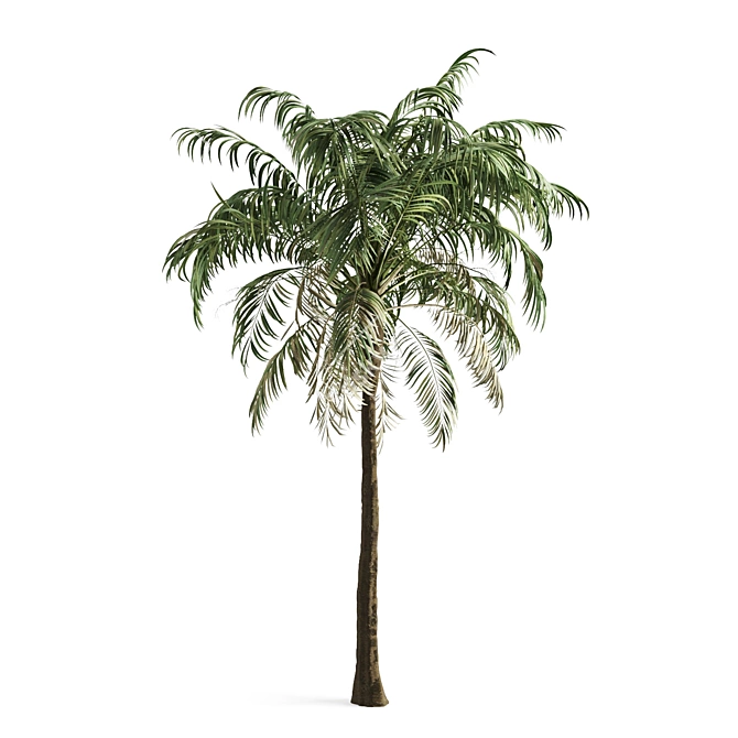 Tropical Paradise Palm Tree 3D model image 2