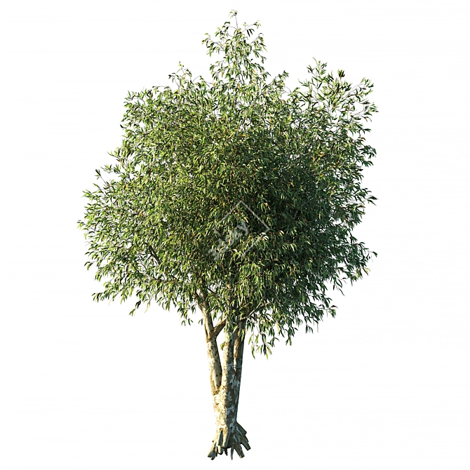 Elegant Eucalyptus Tree Sculpture 3D model image 1