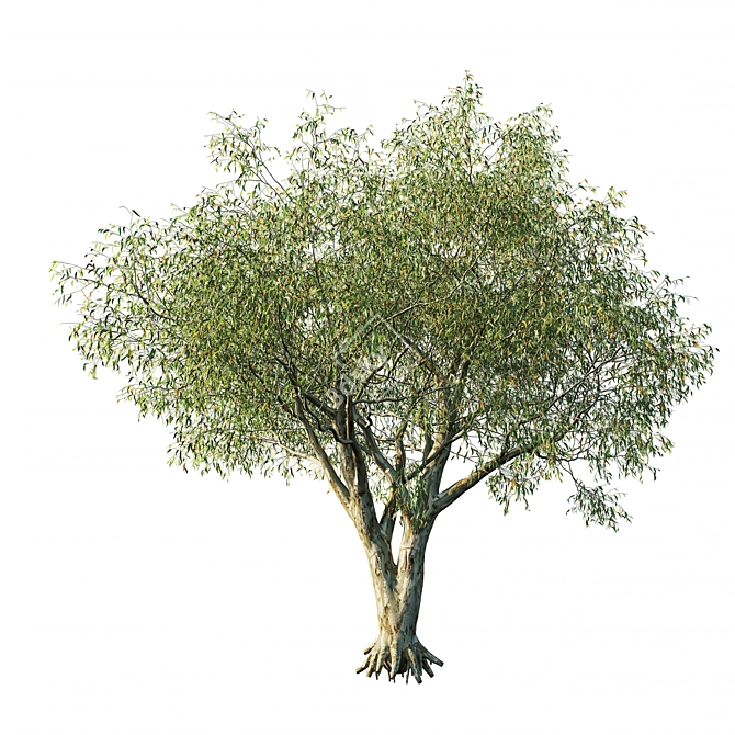 Eucalyptus Op3 Tree - 2014 Edition 3D model image 1