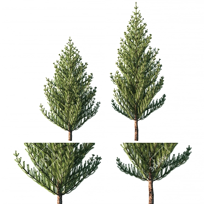 Pine Tree: Realistic 3D Model 3D model image 1