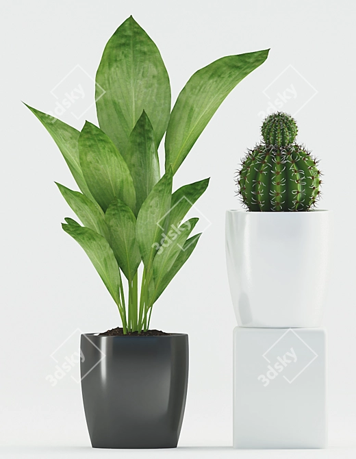 Cactus & Ti Plant in Ceramic Pot 3D model image 2