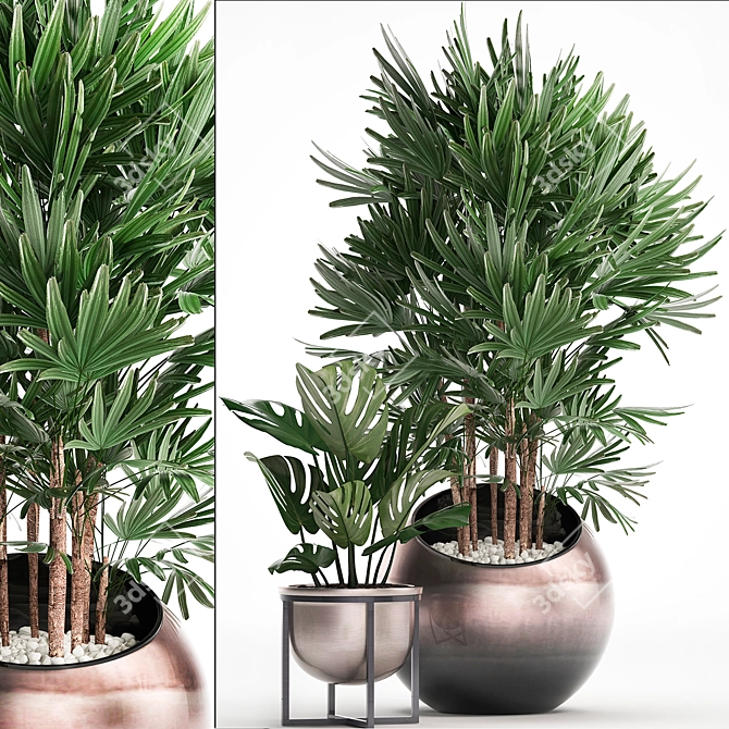 Exotic Houseplant Collection 3D model image 1