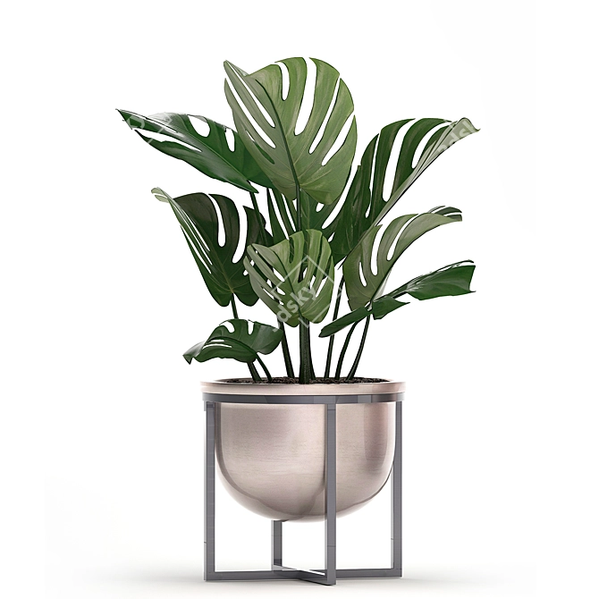 Exotic Houseplant Collection 3D model image 3