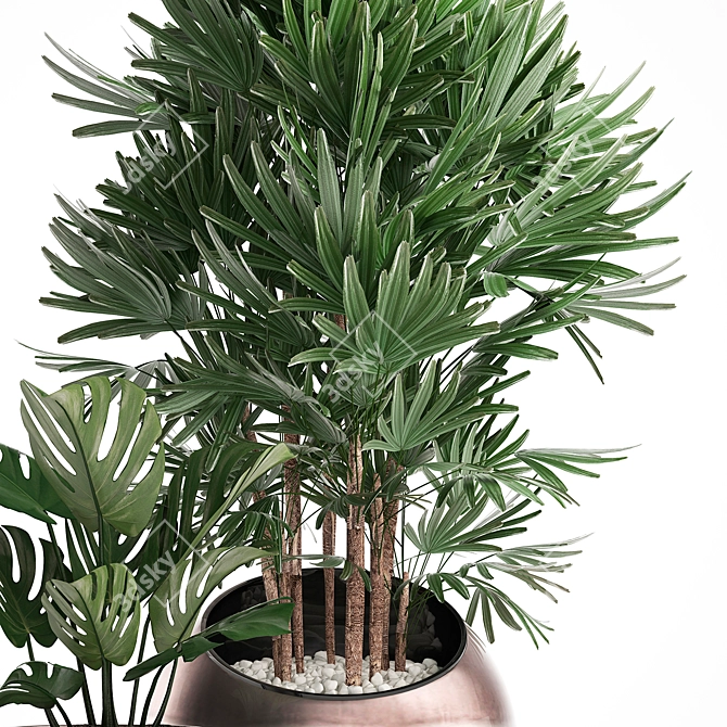 Exotic Houseplant Collection 3D model image 4