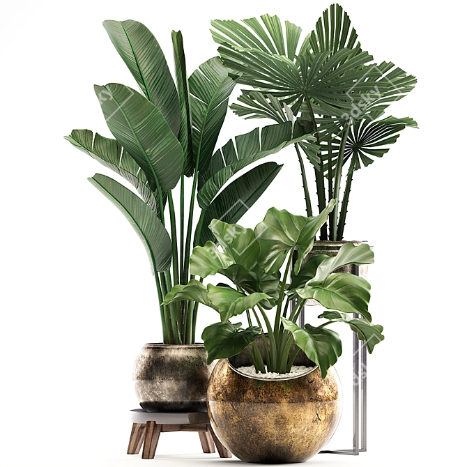 Exotic Houseplant Collection 3D model image 2