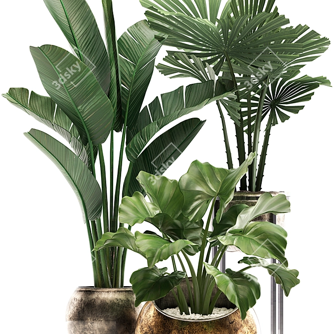 Exotic Houseplant Collection 3D model image 3