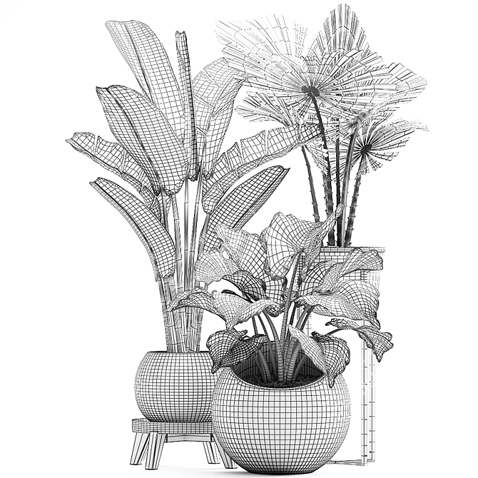 Exotic Houseplant Collection 3D model image 4