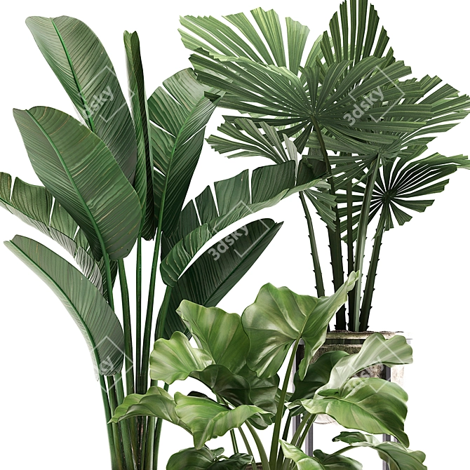 Exotic Houseplant Collection 3D model image 5