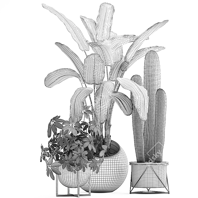 Exotic Houseplant Collection 3D model image 5