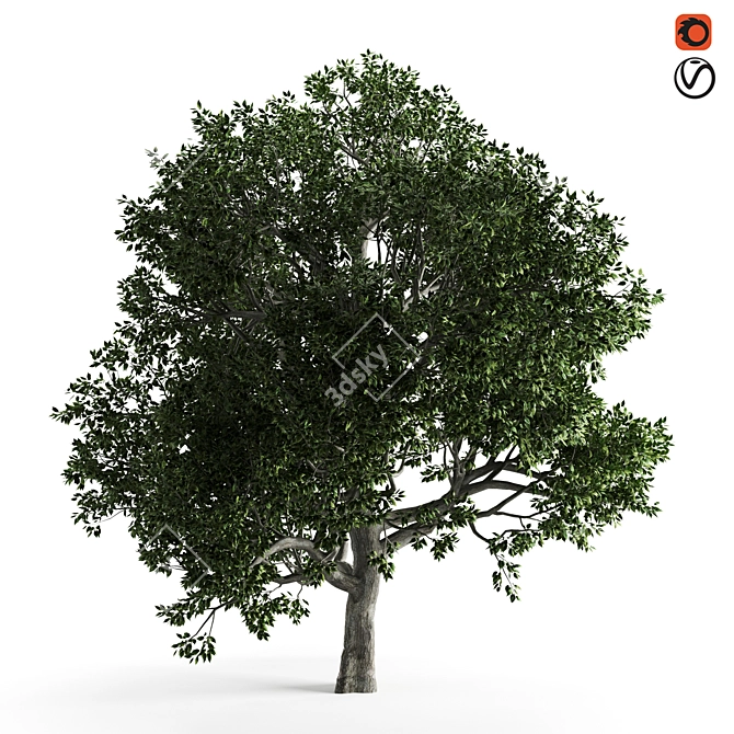 Elegant Benjamin Tree: Nature's Beauty 3D model image 1