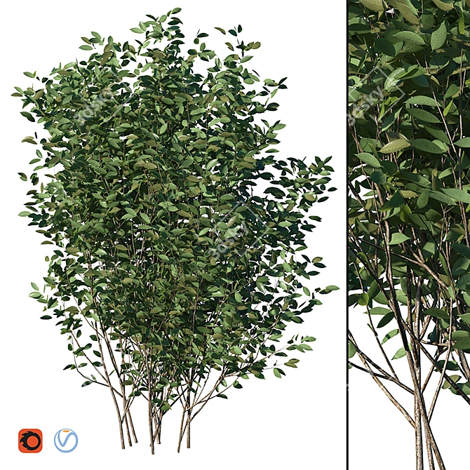 Luscious Cherry Bush Replica 3D model image 1