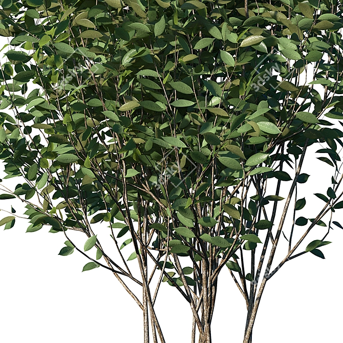 Luscious Cherry Bush Replica 3D model image 2