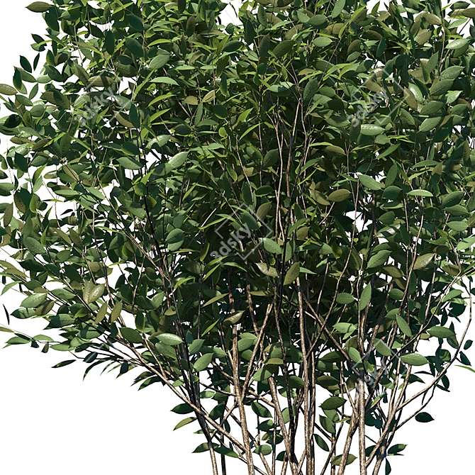 Luscious Cherry Bush Replica 3D model image 3