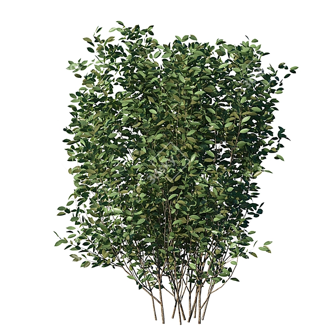 Luscious Cherry Bush Replica 3D model image 4