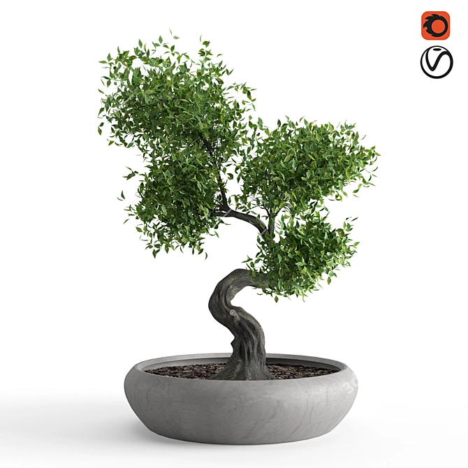 Exquisite Benjamin Bonsai Tree 3D model image 1