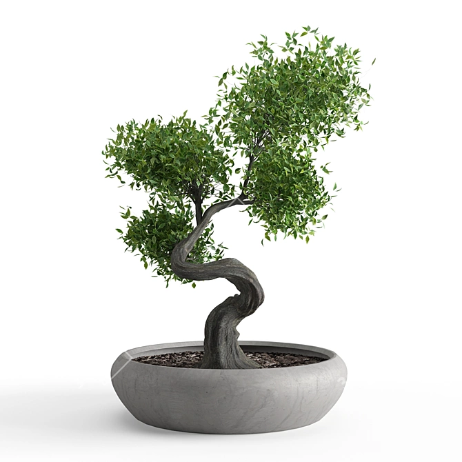 Exquisite Benjamin Bonsai Tree 3D model image 2