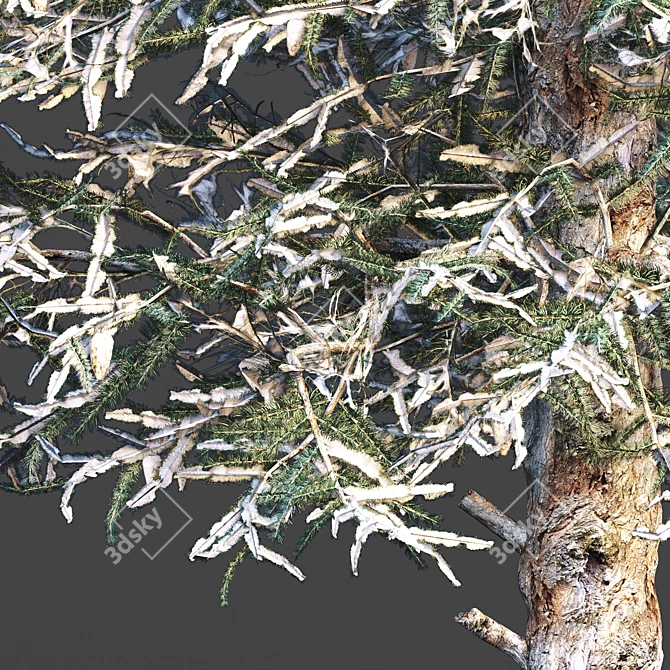 Cozy Blue Spruce Winter Tree 3D model image 2