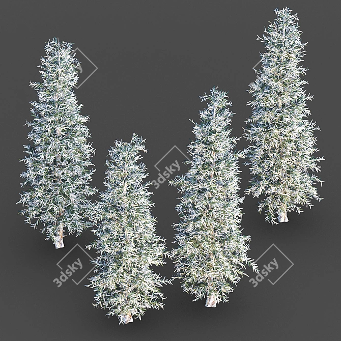 Cozy Blue Spruce Winter Tree 3D model image 3