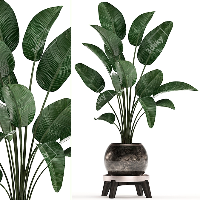 Exotic Houseplant Collection: Banana Palm, Ravenala & Strelitzia 3D model image 1