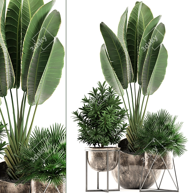 Exotic Indoor Plant Collection 3D model image 1