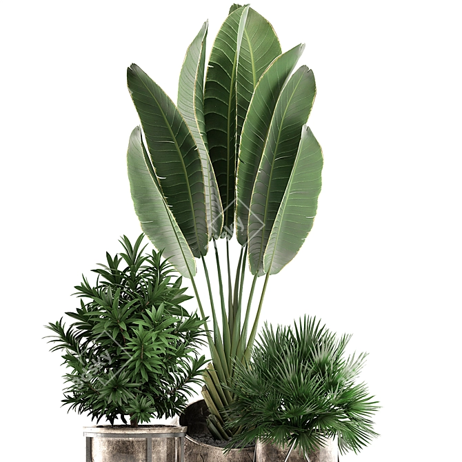 Exotic Indoor Plant Collection 3D model image 2